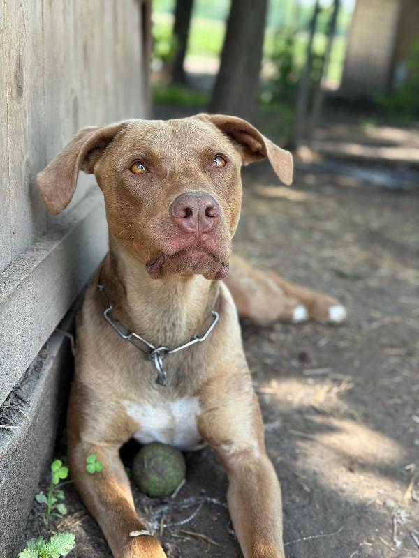 Zoro_Splendido Pitbull Red Nose Foto 5